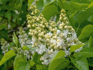 Şırınga kabukları, yemyeşil beyaz çifte ve yarı çift çiçekli, tam çiçeklenmiş, bir bahar bahçesinde güzel kokulu kümeler oluşturur..