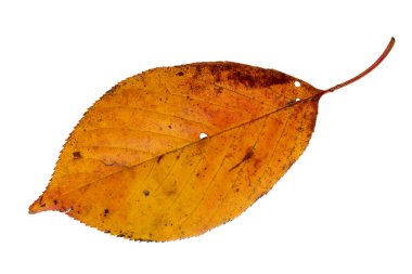 Siyah lekeli ve hasarlı sarı kırmızı sonbahar yaprağı, beyaz arka planda izole edilmiş. Sonbahar, çürüme ve mevsimsel değişimin sembolü..
