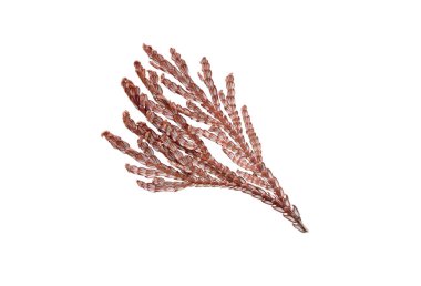 Kahverengi kurumuş thuja dalı beyaz arka planda izole edilmiş. Dekorasyon, tasarım, bitkisel kullanım için doğal kozalaklı dal dokusu