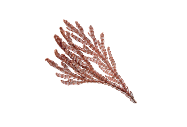 Kahverengi kurumuş thuja şubesi şeffaf png 'yi izole etti. Dekorasyon, tasarım, bitkisel kullanım için doğal kozalaklı dal dokusu