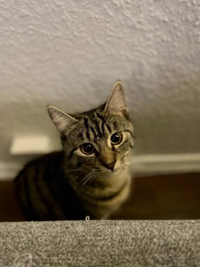 Kameraya bakan sevimli bir kedi.