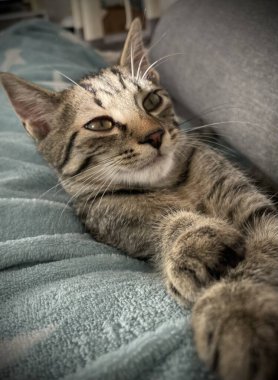 Sevimli kedi kanepede yatıyor.