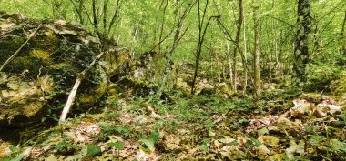 Ormandaki ağaçta yosun