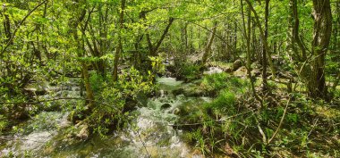 Yazın yeşil dere ve orman, Hırvat