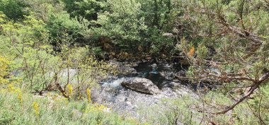 Ormanda güzel bir şelale