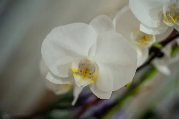 Bahçedeki güzel orkide çiçekleri