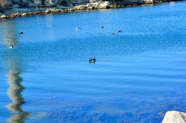 Sivastopol limanının sanayi bölgesi Ukrayna