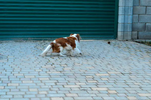 Parktaki sevimli köpek.