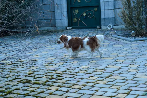 Sokaktaki köpek, evcil hayvan.