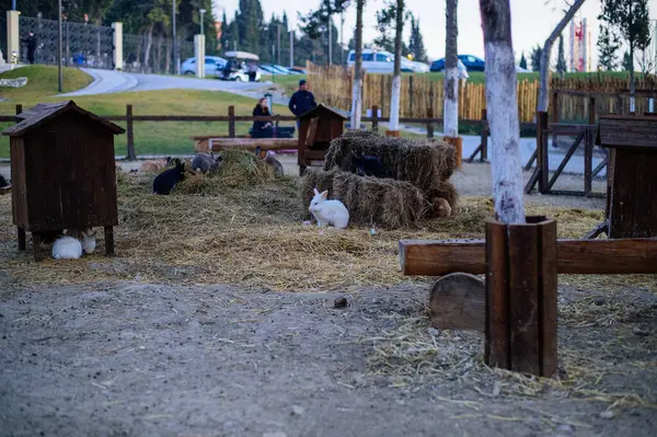 harabe eski Yunan şehri Hersones, Ukrayna Kırım bölgesi