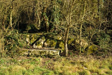 Ormandaki terk edilmiş eski evde.