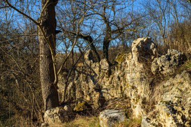 Ormanda yosun kaplı taşlarla kaplı büyük bir taş. Doğal arka plan kavramı