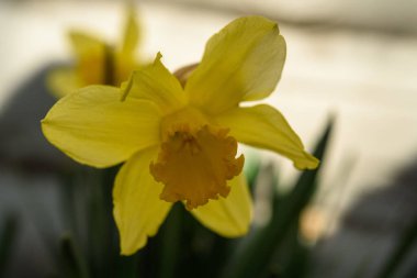 Nergis çiçeği. Kapan bahar vakti.