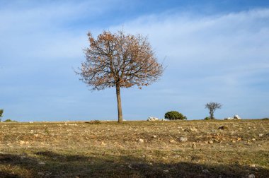 a vertical shot of a tree in the field