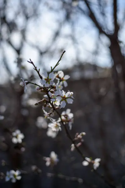 Bahar çiçekleri, kiraz çiçekleri, doğa ve çiçek.