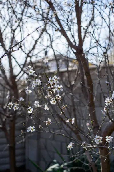 Bahçede güzel bahar çiçekleri
