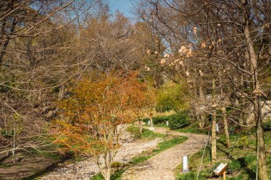 Sonbaharda ormandaki sonbahar manzarası