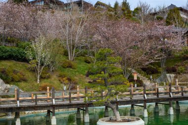 Japonya 'daki Japon bahçesi.