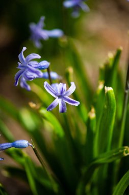 Bahçedeki güzel mavi çiçekler