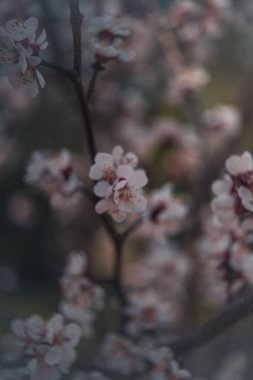 Güzel botanik fotoğrafı, doğal duvar kağıdı.