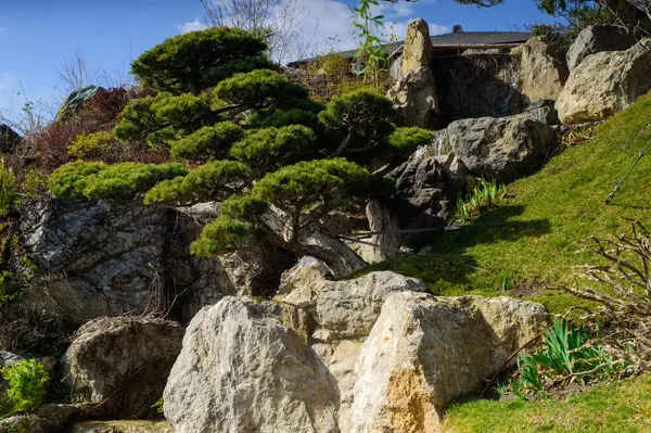 Japon bahçesi olan güzel Japon bahçesi.