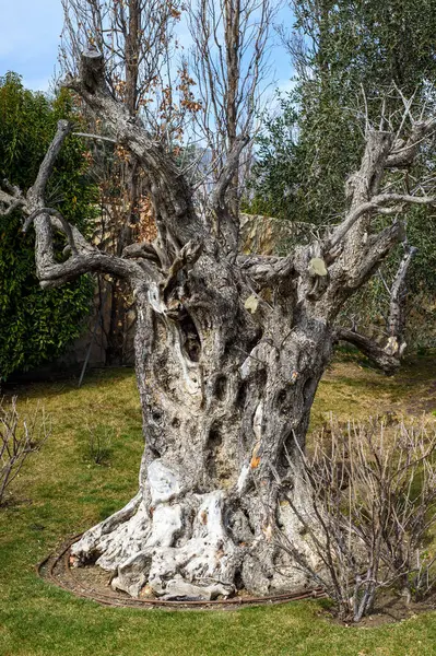 Parktaki bir bahçede eski bir kütük.