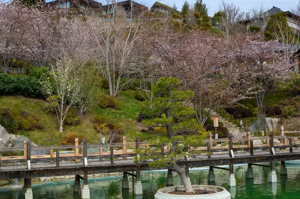 Japonya 'daki Japon bahçesi.