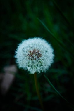 Güzel botanik fotoğrafı, doğal duvar kağıdı.
