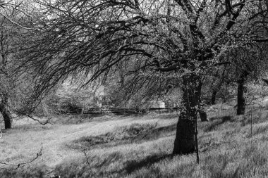 Ağaç ve ormanlı güzel bir manzara.