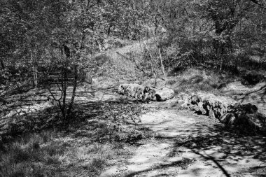 Ormandaki bir ağacın siyah beyaz fotoğrafı.