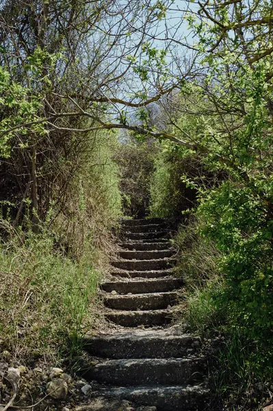 Ormandaki eski merdivenler
