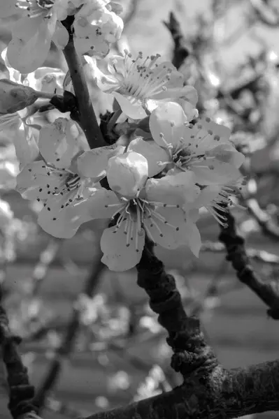 Bahçede güzel bahar çiçekleri