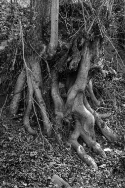 Eski siyah beyaz renklerde ağaç kökleri