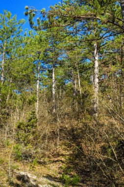 Mavi gökyüzü olan ağaçlar ve arka planda beyaz bulutlar