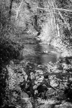 Ormandaki bir şelalenin siyah beyaz görüntüsü