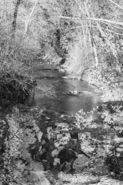 İlkbaharda nehir ve ormanın siyah beyaz fotoğrafı