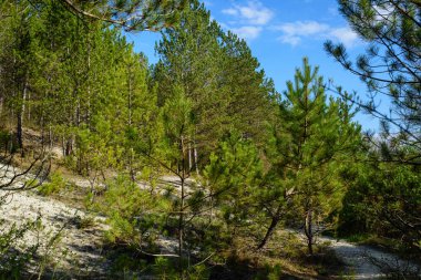 Ormandaki çam ağaçları