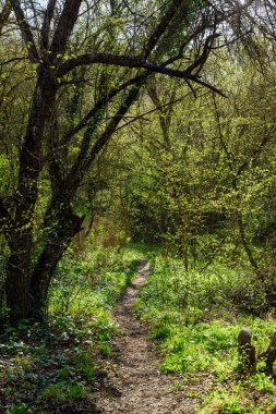 Doğanın güzel manzarası