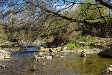 Ormanda ağacı olan bir nehir..