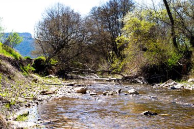 Ormandaki küçük nehir