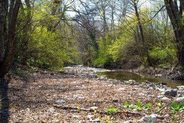 Bahar nehri bir ormanda akıyor.
