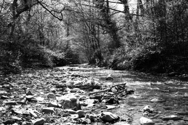 Ormanda güzel bir şelale.