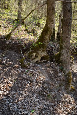 Yerde yeşil yosun olan bir ağaç kütüğünün dikey görüntüsü.