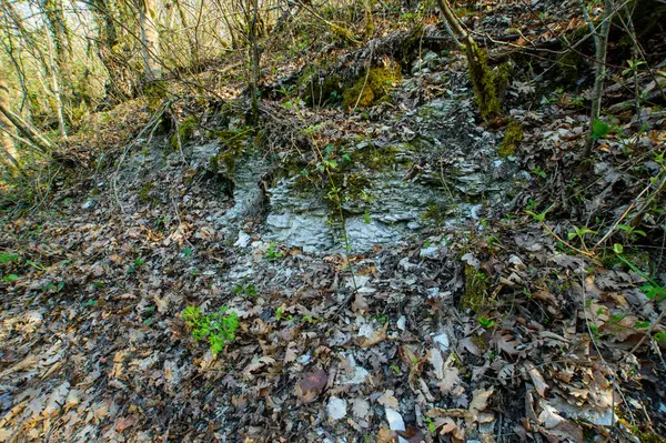 ormandaki küçük dere