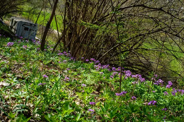 Bahçedeki güzel çiçekler