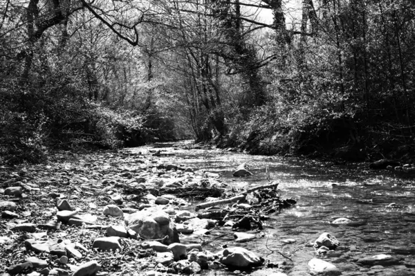 Ormanda güzel bir şelale.