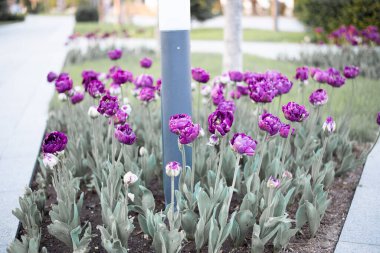 Bahçedeki güzel çiçekler