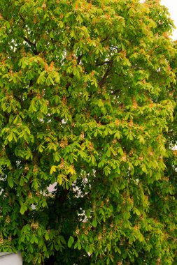 Bahçede güzel yeşil yapraklar