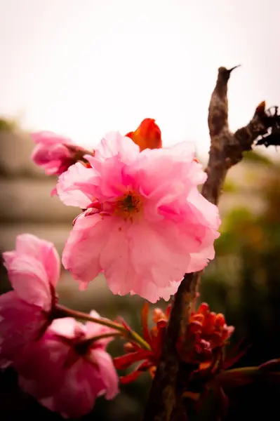 Bahçedeki güzel kırmızı çiçekler
