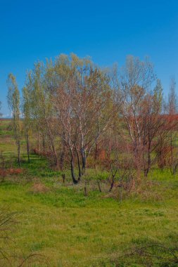 Tarladaki ağaçlar ve çalılar, güzel manzaralar..